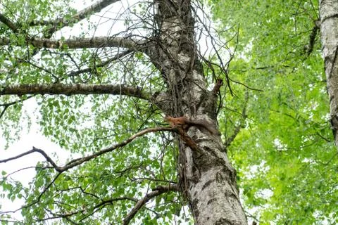Squirrel sitting on a tree Stock Photos