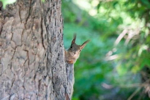 Squirrel sitting on a tree Stock Photos