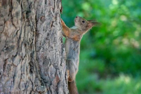 Squirrel sitting on a tree Stock Photos
