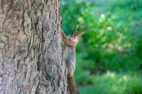 Squirrel sitting on a tree Stock Photos