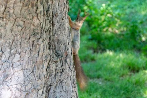 Squirrel sitting on a tree Foto stock