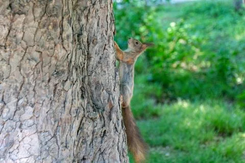 Squirrel sitting on a tree Stock Photos