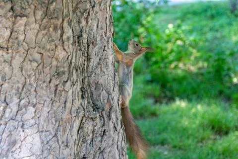 Squirrel sitting on a tree Stock Photos