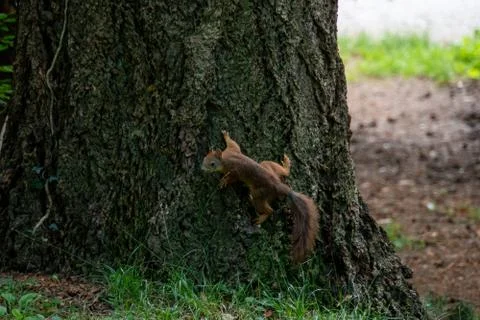 Squirrel sitting on a tree Stock Photos