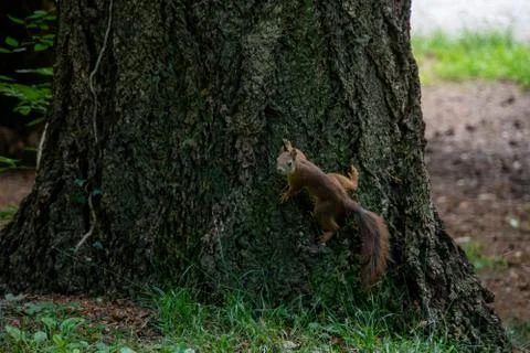 Squirrel sitting on a tree Stock Photos