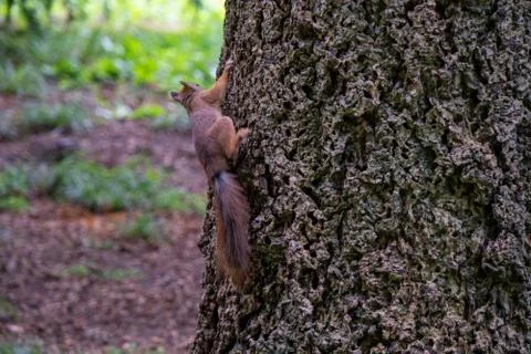 Squirrel sitting on a tree Stock Photos