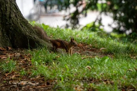 Squirrel sitting by a tree Foto stock