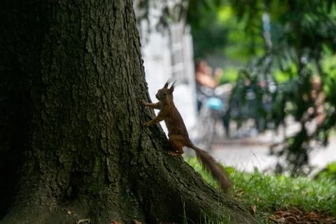Squirrel sitting on a tree Stock Photos