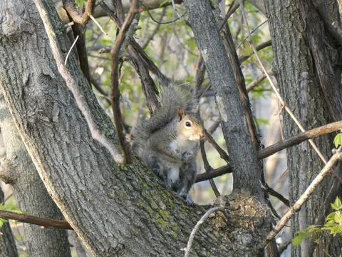 Squirrel is sitting in the tree Stock Photos