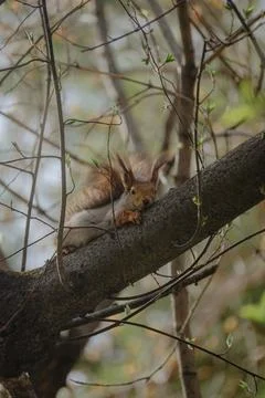 Squirrel sitting on a tree 写真素材