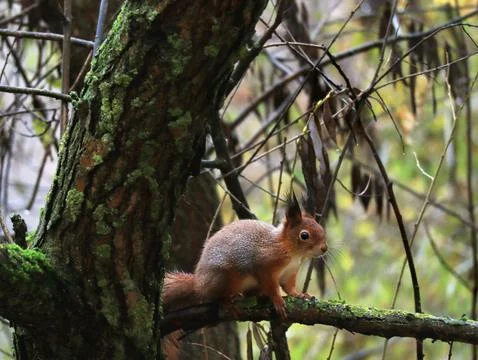 Squirrel sitting on tree Stock Photos