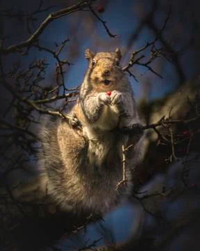 Squirrel sitting on tree portrait Stock Photos