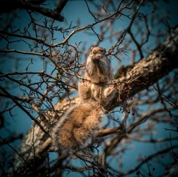 Squirrel sitting on tree portrait Stock Photos