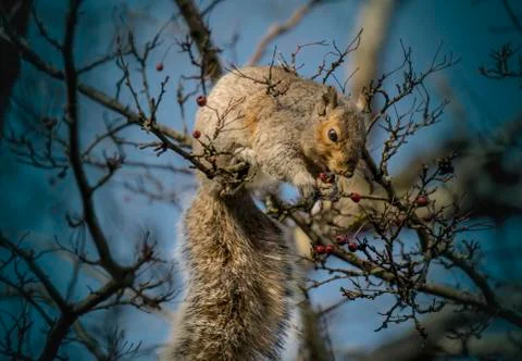 Squirrel sitting on tree portrait Stock Photos