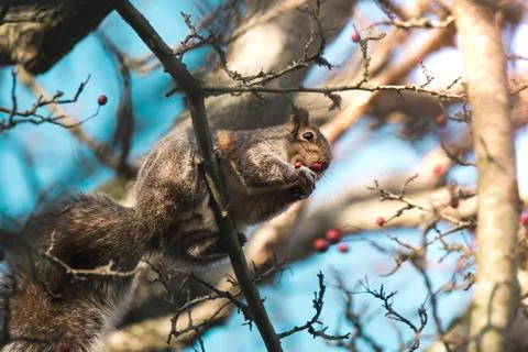 Squirrel sitting on tree portrait Foto stock