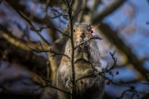 Squirrel sitting on tree portrait Stock Photos
