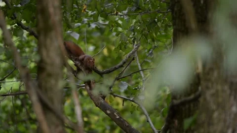 A squirrel sitting in the tree. Sciurus vulgaris, a small rodents in nature Stock Footage 140496049