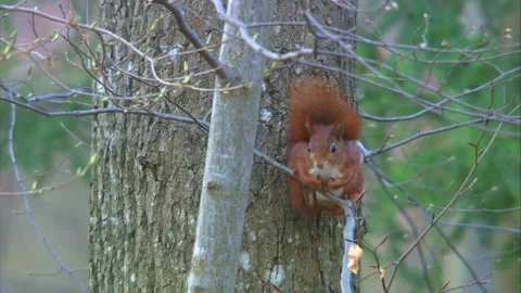 Squirrel sitting in a tree in springtime Stock Footage 268015285