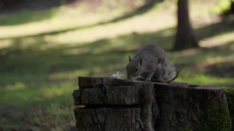 Squirrel sitting on a tree stump and eating food Stock Footage 321720465