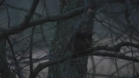 Squirrel Sitting in a Tree Taking Cover during Stormy Weather Stock Footage 231215002