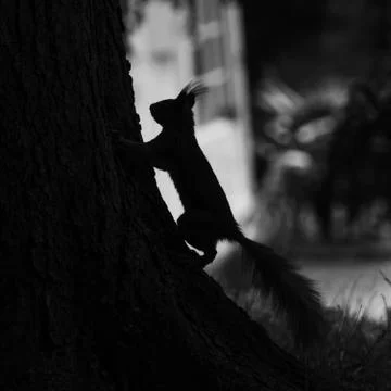 Squirrel sitting on a tree trunk in black and white Stock Photos