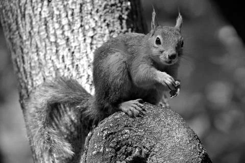 Squirrel sitting on a tree trunk in black and white Stock Photos