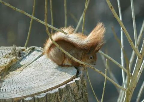 Squirrel sitting on the tree trunk Stock Photos