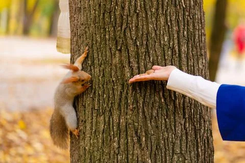 A squirrel sitting on a tree trunk takes nuts from a person's hand in an autu Stock Photos