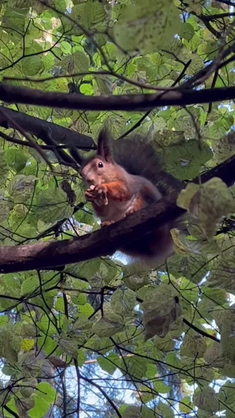 A squirrel sitting in a tree. Vertical video Stock Footage 290435664