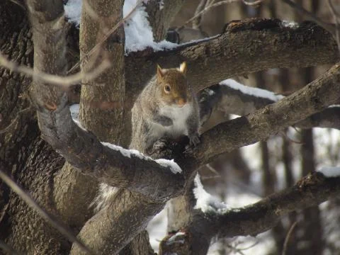 A squirrel sitting on a tree is watching thoughtfully Stock Photos