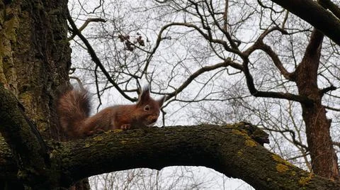 Squirrel sitting on a tree in winter Stock Photos
