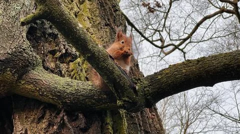 Squirrel sitting on a tree in winter Stock Photos