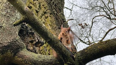 Squirrel sitting on a tree in winter Stock Photos