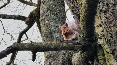 Squirrel sitting on a tree in winter Stock Photos