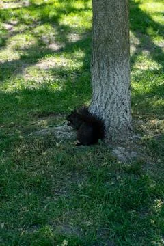 A squirrel sitting under a tree, nibbling or resting in a park. Stock Photos