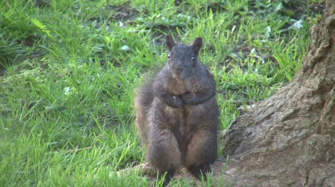 Squirrel is sitting upright, staring into the camera (High Definition) Stock-Footage 360743