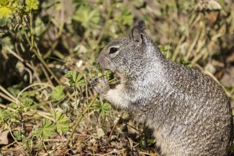 Squirrel sitting up using both its paws to stuff his mouth full Stock Photos