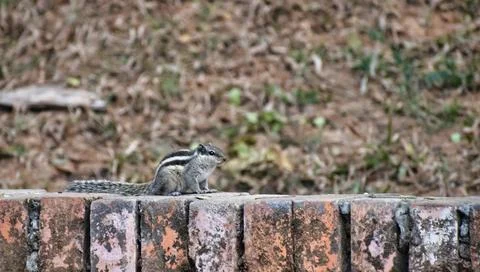 A Squirrel sitting on a wall. Stock Photos