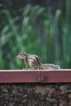 Squirrel is sitting on a wall Stock Photos
