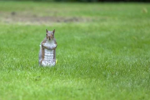 A squirrel with a six pack Stock Photos