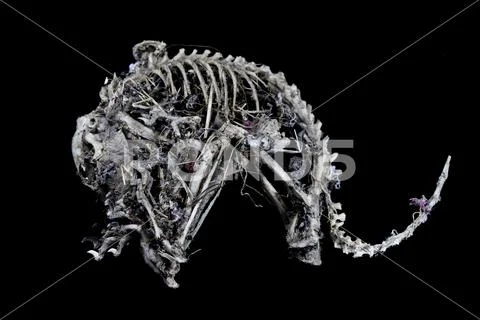 Squirrel Skeleton on Black background Stock Photos