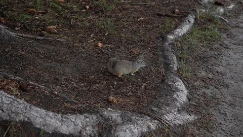 Squirrel Slow Motion 4K Video stock 92958189