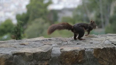 Squirrel in slow motion 스톡 동영상 82708243