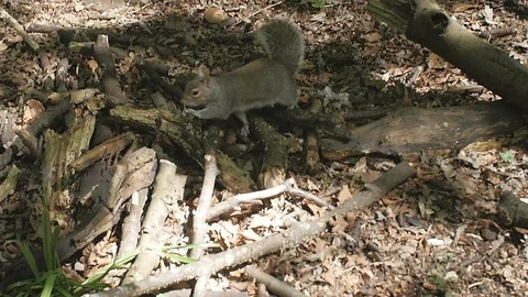 Squirrel Slow Motion Stock Footage 90764992