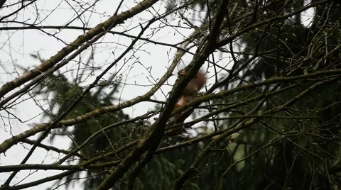 Squirrel slow motion in forest Stock Footage 49457618