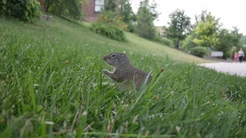 Squirrel, Slow Motion (Half Speed) Close Up in Grass Eating a Leaf | 4k 24fps Stock Footage 135621301