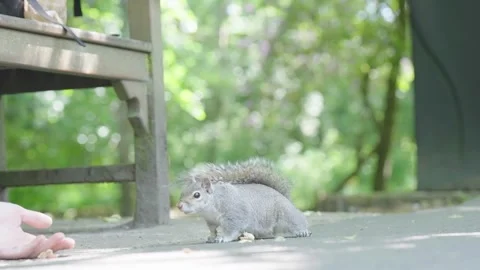 A squirrel in slow motion walking near person?? hand looking for food Stock Footage 244923227
