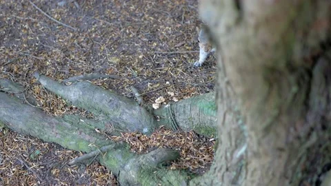 Squirrel slowly approaching walnuts found on the ground &amp; then munching on them Stock Footage 135737696