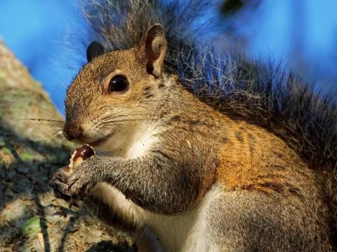 Squirrel With Snack Stock Photos