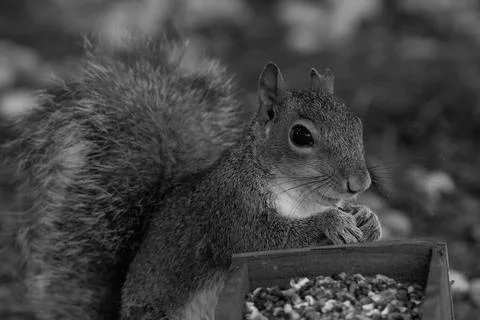 Squirrel snacking  from a feeder Foto stock